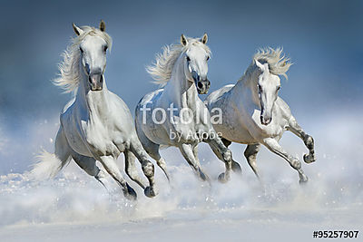 Három fehér ló galopp a hóban (vászonkép óra) - vászonkép, falikép otthonra és irodába