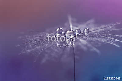 Dew drops close-up on a dandelion, colorful background. Abstract (keretezett kép) - vászonkép, falikép otthonra és irodába