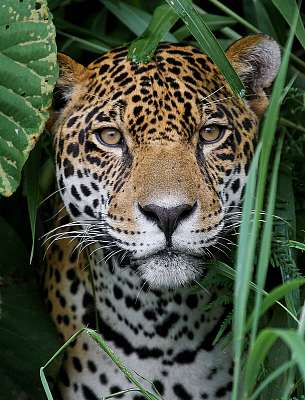 Jaguar in Amazon Forest (vászonkép óra) - vászonkép, falikép otthonra és irodába