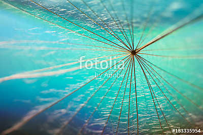 A dandelion seed close-up on a beautiful multi-colored turquoise (bögre) - vászonkép, falikép otthonra és irodába