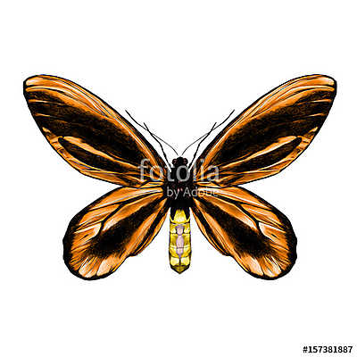 orange butterfly with a black pattern on the wings of the symmet (fotótapéta) - vászonkép, falikép otthonra és irodába