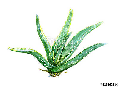 Watercolor Aloe Vera (többrészes kép) - vászonkép, falikép otthonra és irodába