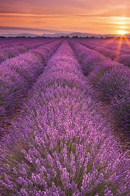 Napkelte a levendula mezei a Provence-ban, Franciaországban (bögre) - vászonkép, falikép otthonra és irodába