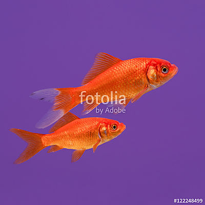 Két úszó narancssárga aranyhal lila háttéren (bögre) - vászonkép, falikép otthonra és irodába