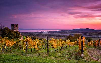 Szőlősdomb, balatoni panorámával, naplementében (fotótapéta) - vászonkép, falikép otthonra és irodába