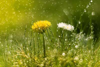 Dandelion and Daisy in the rain. Macro with beautiful bokeh.Sele (keretezett kép) - vászonkép, falikép otthonra és irodába