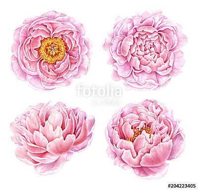 Set of watercolor peonies isolated on white background. Hand dra (fotótapéta) - vászonkép, falikép otthonra és irodába