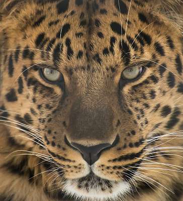 Far Eastern leopard (többrészes kép) - vászonkép, falikép otthonra és irodába