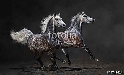 Két szürke arab lovak galoppanak sötét háttéren (bögre) - vászonkép, falikép otthonra és irodába