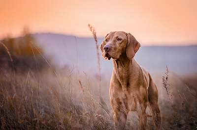 vizsla (poszter) - vászonkép, falikép otthonra és irodába