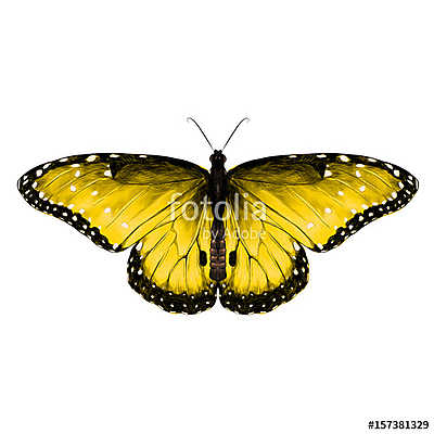 butterfly symmetric top view yellow with spots , sketch vector g (poszter) - vászonkép, falikép otthonra és irodába