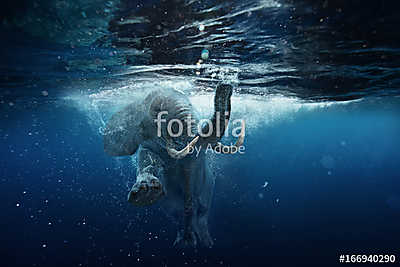Swimming African Elephant Underwater. Big elephant in ocean with air bubbles and reflections on water surface. (keretezett kép) - vászonkép, falikép otthonra és irodába