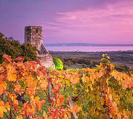 Szőlő és várrom a Balatonnál (fotótapéta) - vászonkép, falikép otthonra és irodába