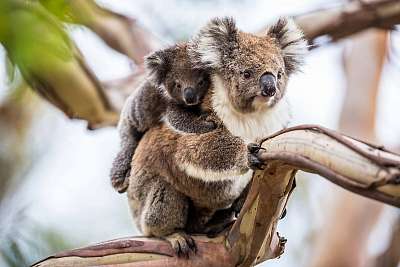Koala (fotótapéta) - vászonkép, falikép otthonra és irodába