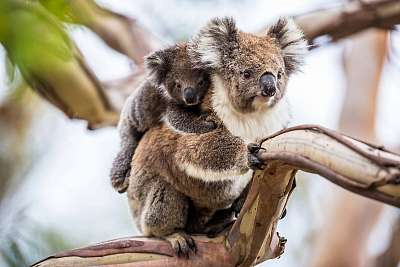 Koala (keretezett kép) - vászonkép, falikép otthonra és irodába