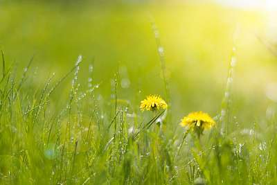 Two bright dandelion in wet grass in sun light. Grass after rain (keretezett kép) - vászonkép, falikép otthonra és irodába