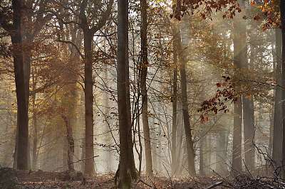 őszi erdő a ködben (bögre) - vászonkép, falikép otthonra és irodába