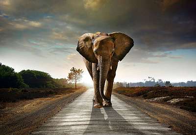 Gyalogoló elefánt (keretezett kép) - vászonkép, falikép otthonra és irodába