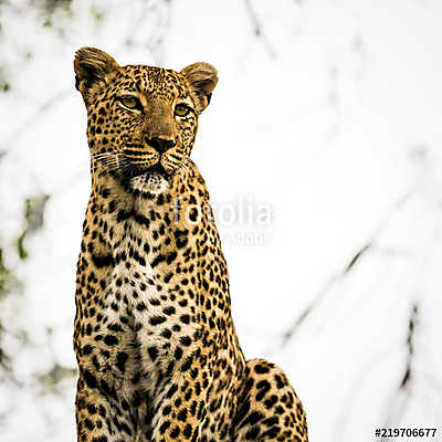 Portrait of Leopard in a Tree, in South Africa (vászonkép óra) - vászonkép, falikép otthonra és irodába