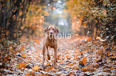 vizsla (vászonkép óra) - vászonkép, falikép otthonra és irodába