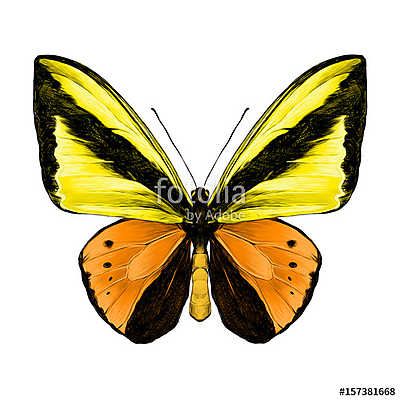 butterfly symmetric top view of orange and yellow flowers, sketc (poszter) - vászonkép, falikép otthonra és irodába