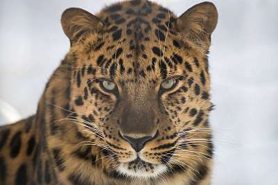 Portrait of the far Eastern leopard (keretezett kép) - vászonkép, falikép otthonra és irodába