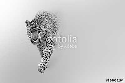 leopard walking out of the shadow into the light digital wildlife art white edition (poszter) - vászonkép, falikép otthonra és irodába