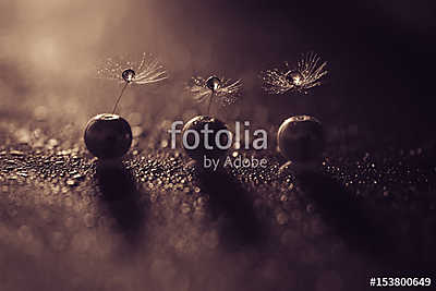 Macro of a dandelion in the pearl beads with drops of water (keretezett kép) - vászonkép, falikép otthonra és irodába