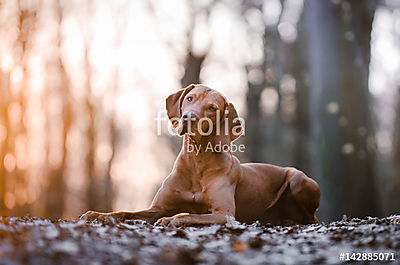 Portrait of hungarian vizsla hunter dog (fotótapéta) - vászonkép, falikép otthonra és irodába