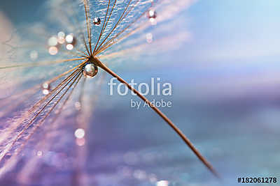 A drop of water. A beautiful macro dandelion with a drop of wate (poszter) - vászonkép, falikép otthonra és irodába