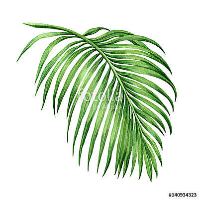 Watercolor painting palm leaf, green leave isolated on white bac (keretezett kép) - vászonkép, falikép otthonra és irodába