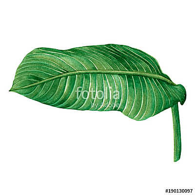 Watercolor painting green leaves,palm leaf isolated on white bac (poszter) - vászonkép, falikép otthonra és irodába