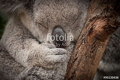 Aranyos alvó vad koala closeup portré (többrészes kép) - vászonkép, falikép otthonra és irodába