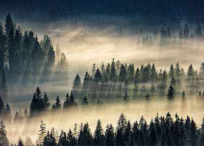 tűlevelű erdő a ködös hegyekben (keretezett kép) - vászonkép, falikép otthonra és irodába