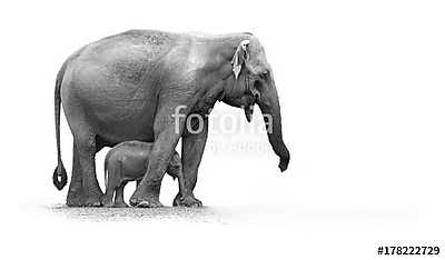 Afrikai elefánt kicsinyével fekete-fehérben (fotótapéta) - vászonkép, falikép otthonra és irodába