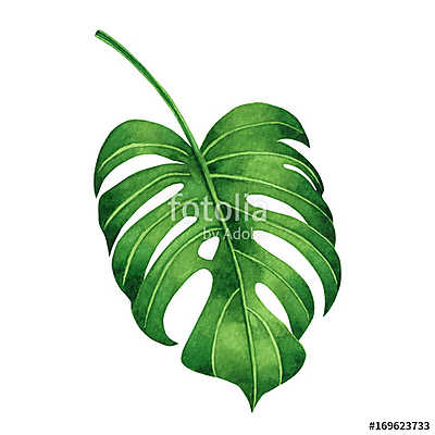 Watercolor painting tropical green leaves,palm leaf isolated on  (bögre) - vászonkép, falikép otthonra és irodába