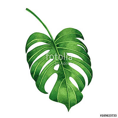 Watercolor painting tropical green leaves,palm leaf isolated on  (többrészes kép) - vászonkép, falikép otthonra és irodába