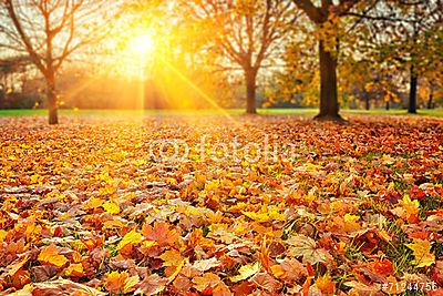 Napos őszi lombozat (keretezett kép) - vászonkép, falikép otthonra és irodába