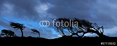 Fák a Tierra del Fuego-ban, Patagónia, Argentína (keretezett kép) - vászonkép, falikép otthonra és irodába