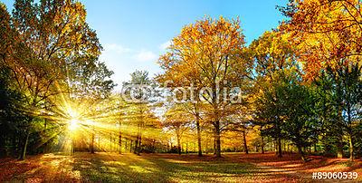 Idillikus természet park ősszel napfényben (fotótapéta) - vászonkép, falikép otthonra és irodába