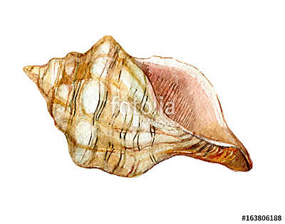 Shell isolated on white background, watercolor illustration (keretezett kép) - vászonkép, falikép otthonra és irodába