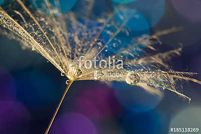 A dandelion seed with water drops on a colorful bokeh background (fotótapéta) - vászonkép, falikép otthonra és irodába