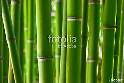 Bambusz erdő (keretezett kép) - vászonkép, falikép otthonra és irodába