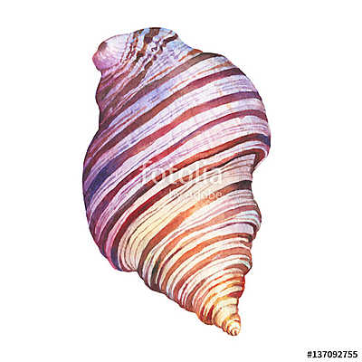 Illustrations of sea shells. Marine design. Hand drawn watercolo (poszter) - vászonkép, falikép otthonra és irodába