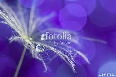 Dandelion macro with drops of dew on the ultra violet background (keretezett kép) - vászonkép, falikép otthonra és irodába