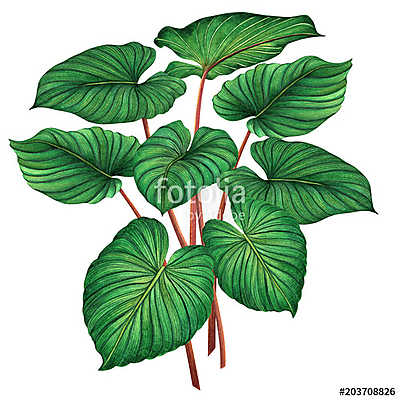 Watercolor painting green leaves,palm leaf isolated on white bac (bögre) - vászonkép, falikép otthonra és irodába
