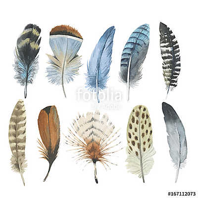 Vector bird feather from wing isolated. Aquarelle feather for ba (poszter) - vászonkép, falikép otthonra és irodába