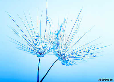 seeds with drops (bögre) - vászonkép, falikép otthonra és irodába