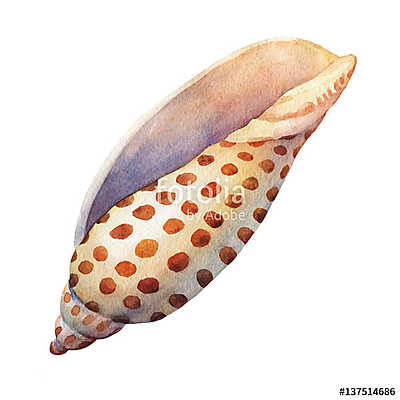 Illustrations of sea shells. Marine design. Hand drawn watercolo (bögre) - vászonkép, falikép otthonra és irodába