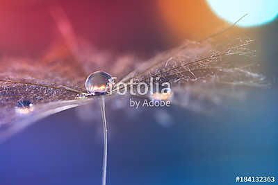 macro dandelion on a multicolored blurred background with a drop (többrészes kép) - vászonkép, falikép otthonra és irodába